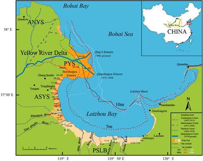 Sediment Coarsening in Tidal Flats and Stable Coastline of the Abandoned Southern Yellow River Sub-Delta in Response to Fluvial Sediment Flux Decrease During the Past Decades